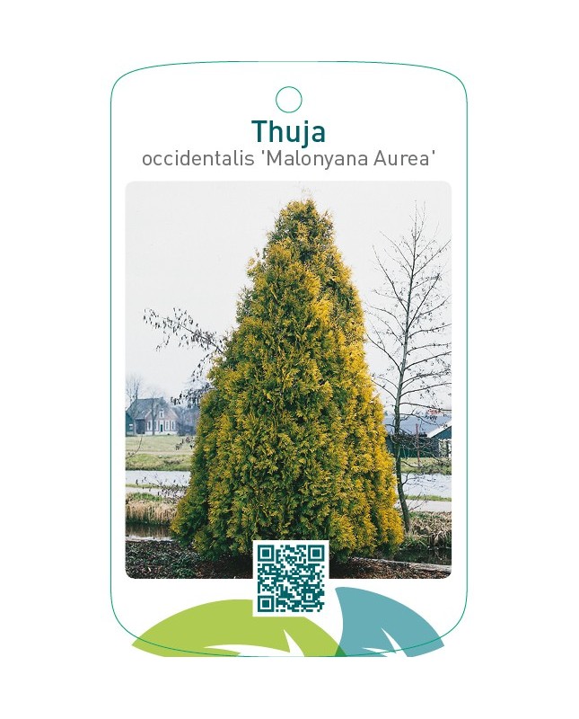 Thuja occidentalis ‘Malonyana Aurea’