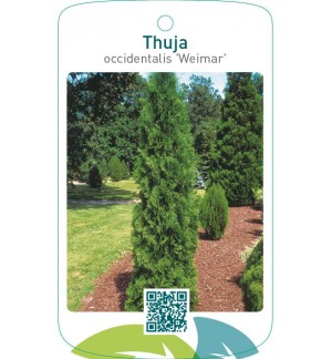 Thuja occidentalis ‘Weimar’