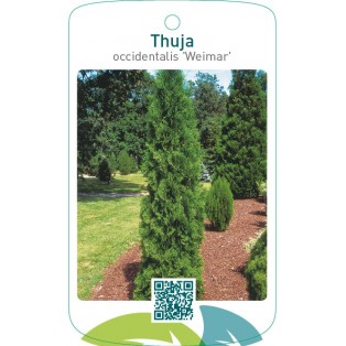 Thuja occidentalis ‘Weimar’