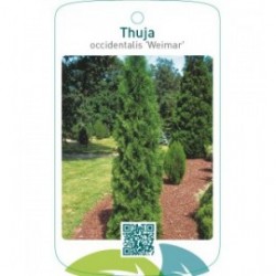 Thuja occidentalis ‘Weimar’