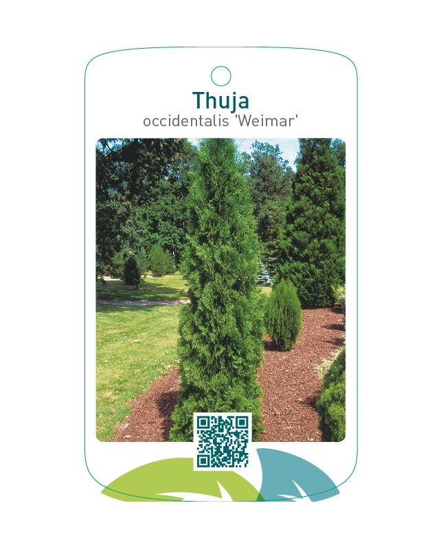 Thuja occidentalis ‘Weimar’