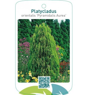 Platycladus orientalis ‘Pyramidalis Aurea’