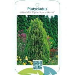 Platycladus orientalis ‘Pyramidalis Aurea’