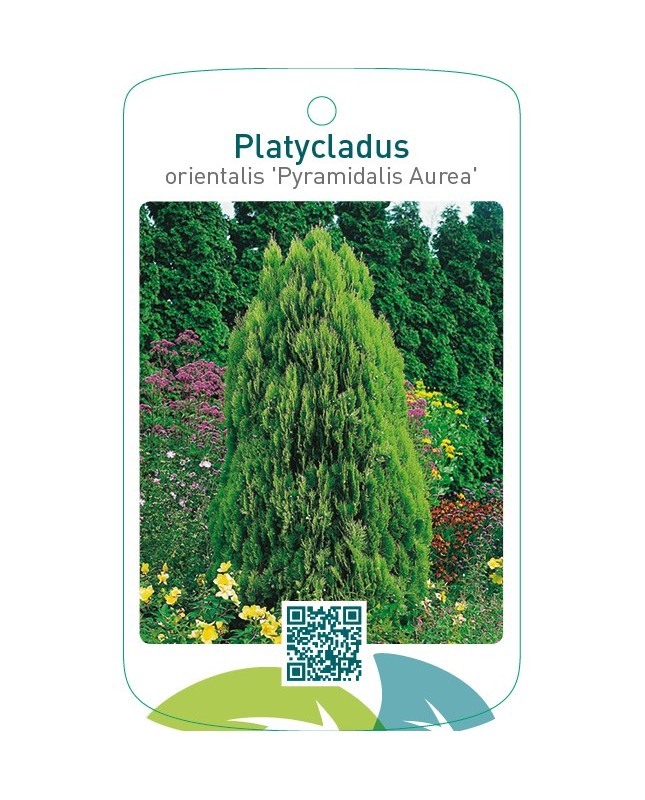 Platycladus orientalis ‘Pyramidalis Aurea’
