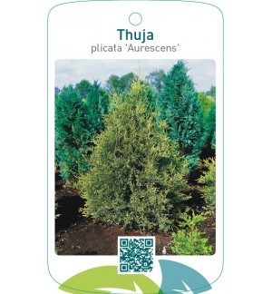 Thuja plicata ‘Aurescens’