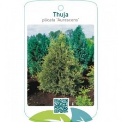 Thuja plicata ‘Aurescens’