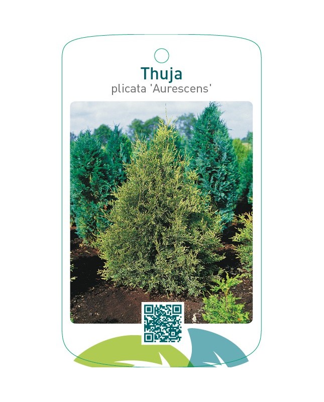 Thuja plicata ‘Aurescens’