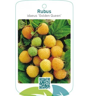 Rubus idaeus ‘Golden Queen’