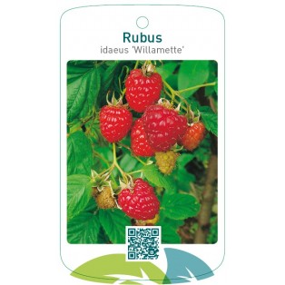 Rubus idaeus ‘Willamette’