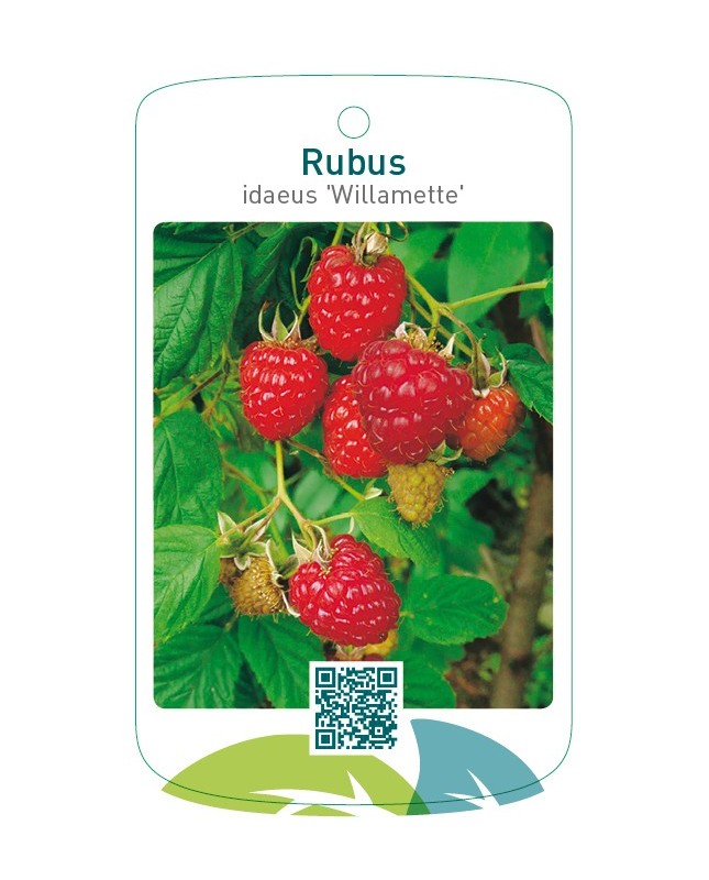 Rubus idaeus ‘Willamette’