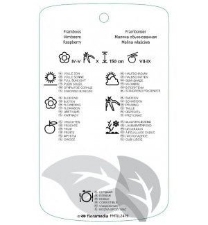 Etichette di Rubus idaeus ‘Willamette’ *