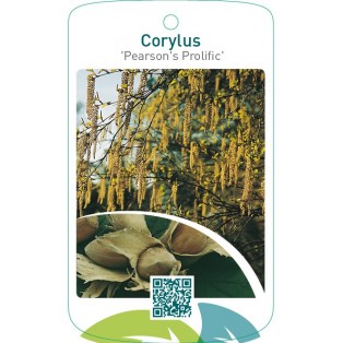 Corylus ‘Pearson’s Prolific’