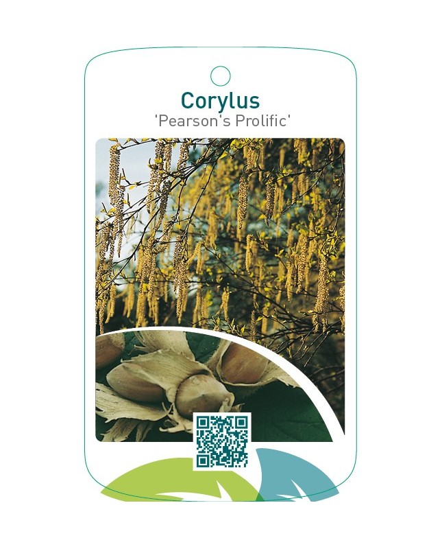 Corylus ‘Pearson’s Prolific’