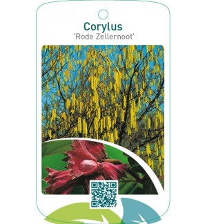 Corylus ‘Rode Zellernoot’