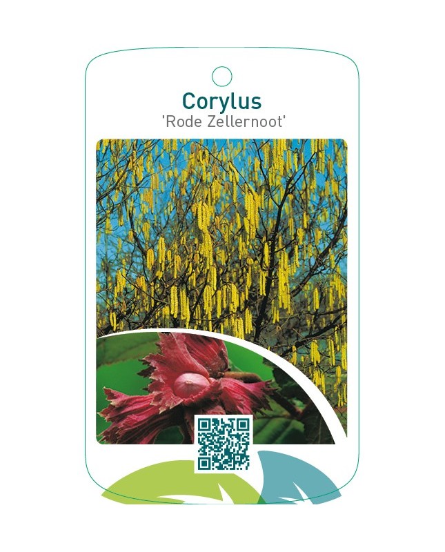 Corylus ‘Rode Zellernoot’