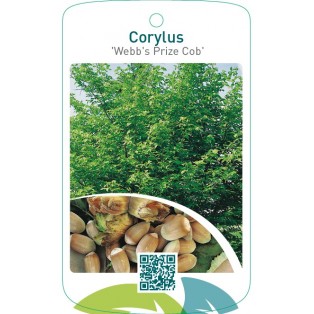 Corylus ‘Webb’s Prize Cob’