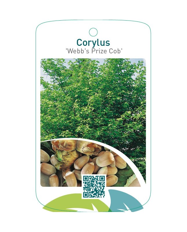 Corylus ‘Webb’s Prize Cob’