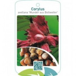Corylus avellana ‘Wunder aus Bollweiler’