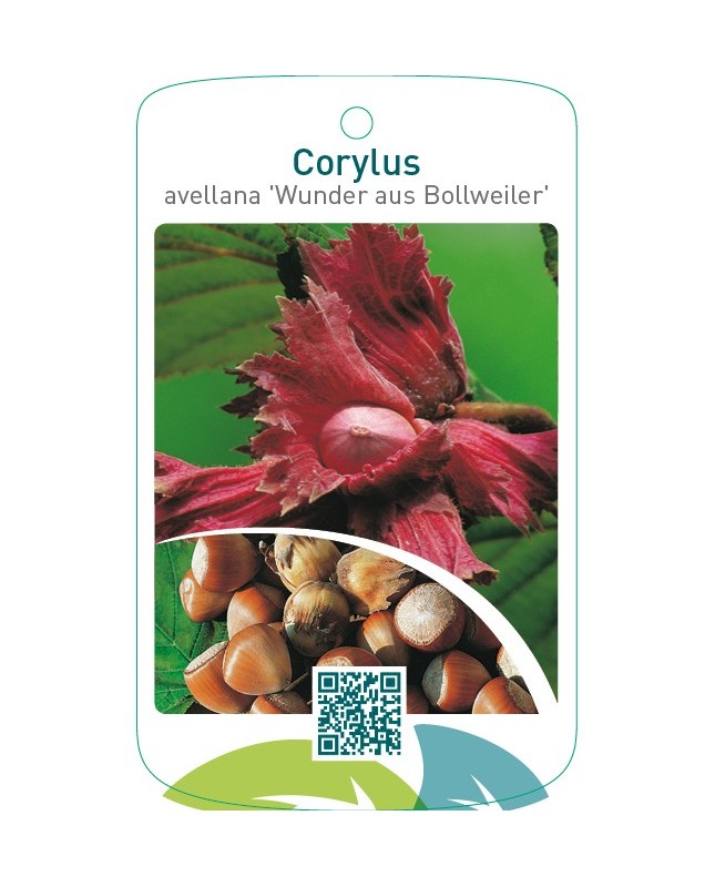 Corylus avellana ‘Wunder aus Bollweiler’