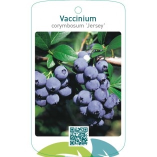 Vaccinium corymbosum ‘Jersey’