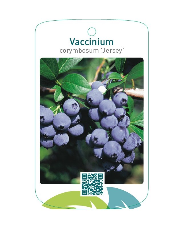 Vaccinium corymbosum ‘Jersey’
