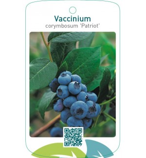 Vaccinium corymbosum ‘Patriot’