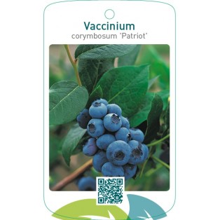 Vaccinium corymbosum ‘Patriot’