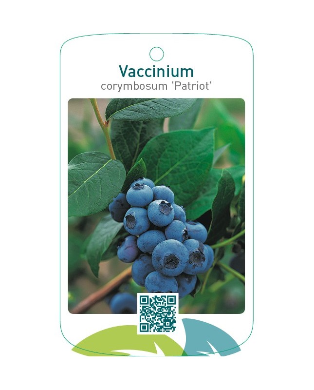 Vaccinium corymbosum ‘Patriot’