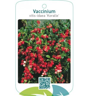 Vaccinium vitis-ideae ‘Koralle’
