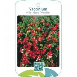 Vaccinium vitis-ideae ‘Koralle’