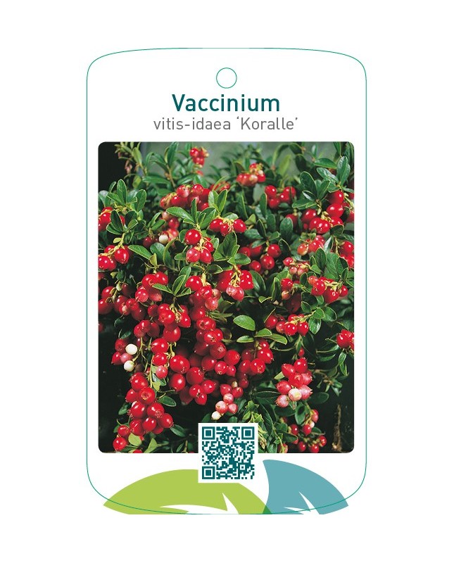 Vaccinium vitis-ideae ‘Koralle’