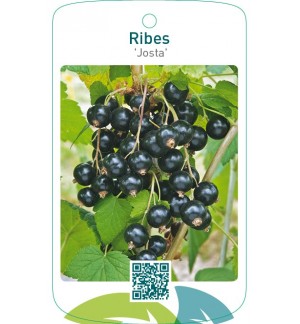 Ribes ‘Josta’