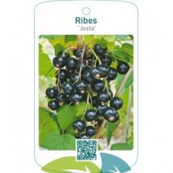 Ribes ‘Josta’