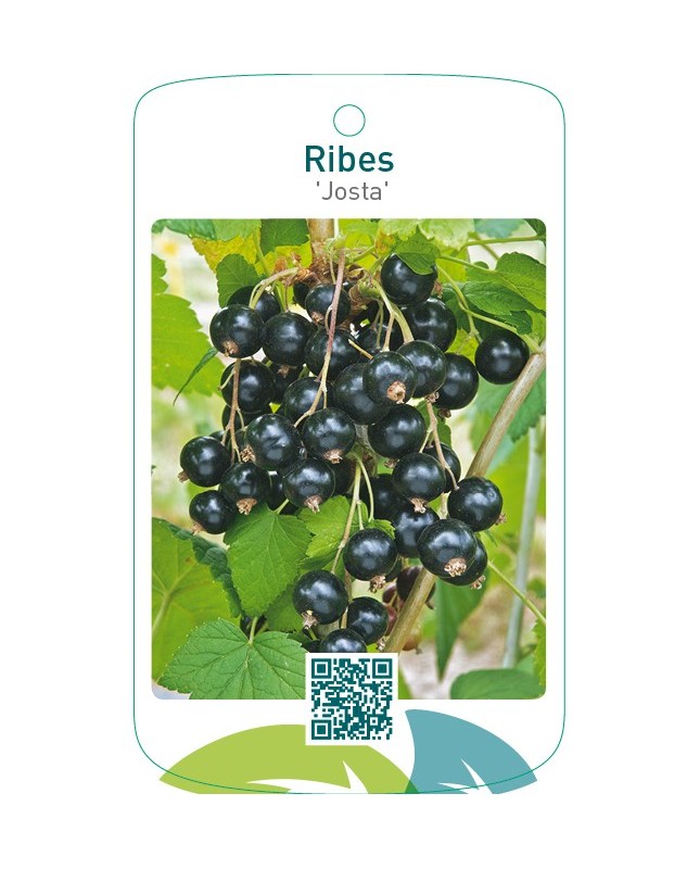 Ribes ‘Josta’