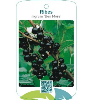 Ribes nigrum ‘Ben More’