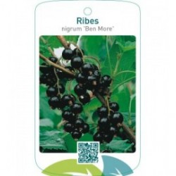 Ribes nigrum ‘Ben More’