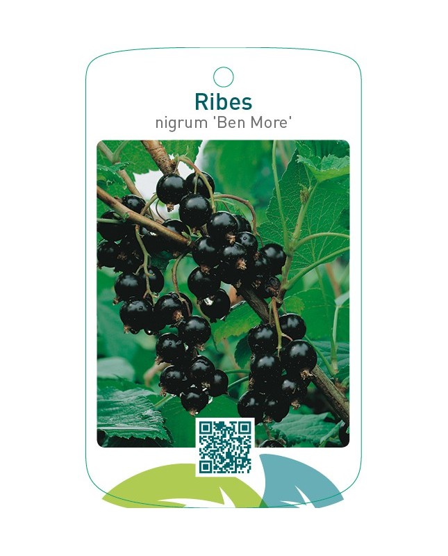 Ribes nigrum ‘Ben More’