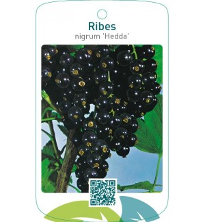 Ribes nigrum ‘Hedda’