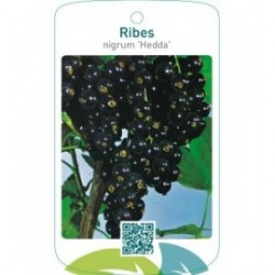 Ribes nigrum ‘Hedda’