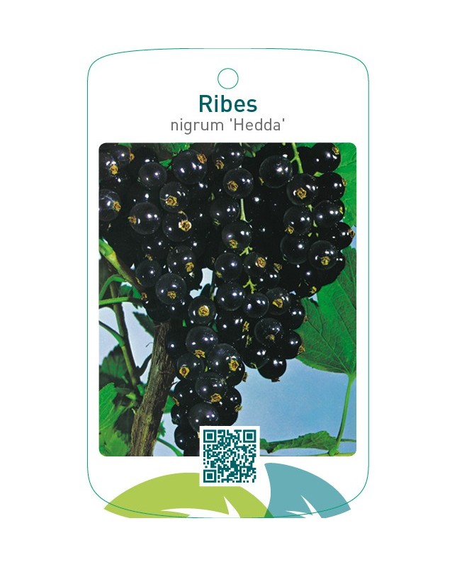 Ribes nigrum ‘Hedda’