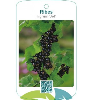 Ribes nigrum ‘Jet’