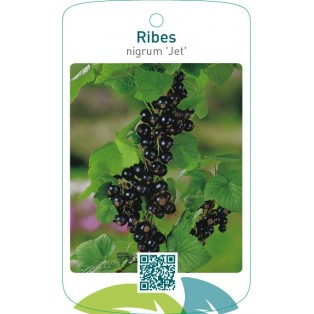 Ribes nigrum ‘Jet’