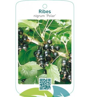 Ribes nigrum ‘Polar’