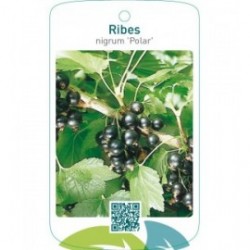 Ribes nigrum ‘Polar’