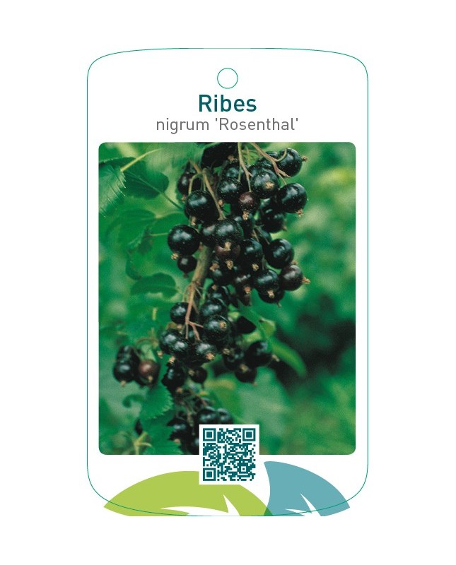 Ribes nigrum ‘Rosenthal’