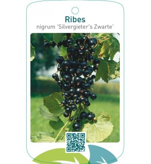 Ribes nigrum ‘Silvergieter’s Zwarte’