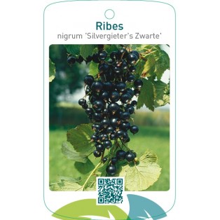 Ribes nigrum ‘Silvergieter’s Zwarte’