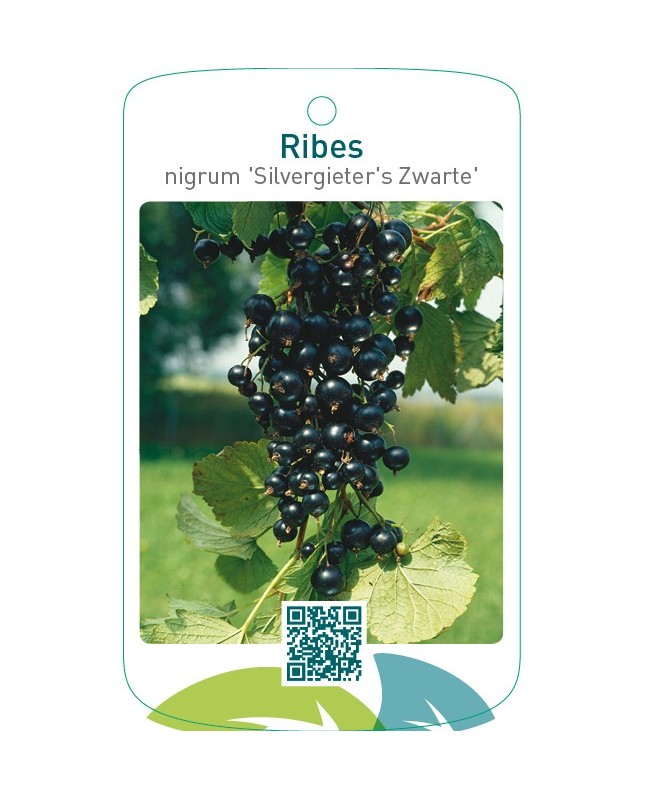 Ribes nigrum ‘Silvergieter’s Zwarte’
