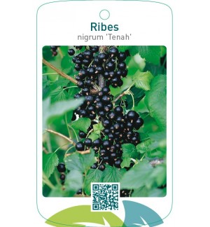 Ribes nigrum ‘Tenah’