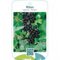 Ribes nigrum ‘Tenah’